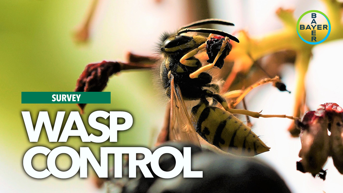 bayer wasp control survey